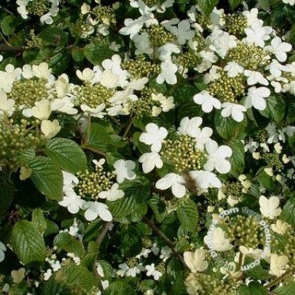 Sneeuwbal (Viburnum plicatum 'Summer Snowflake')