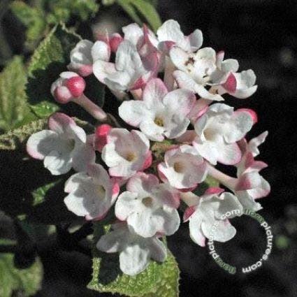 Sneeuwbal (Viburnum carlesii 'Aurora')