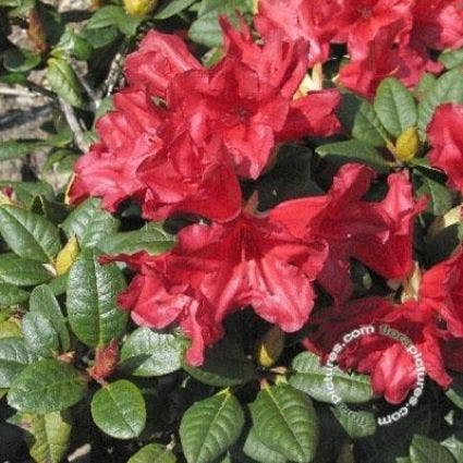 Dwergrhododendron  (Rhododendron 'Scarlet Wonder')