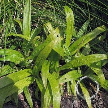 Zegge (Carex plantaginea)