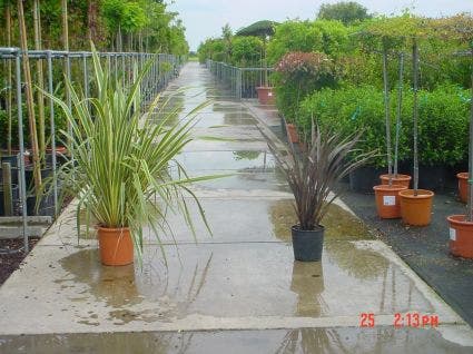 Nieuw Zeelands vlas  (Phormium tenax)