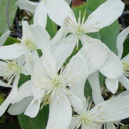 Bosrank, groenblijvend (Clematis armandii 'Snowdrift')