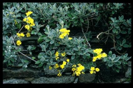 Brachyglottis (Brachyglottis 'Sunshine')