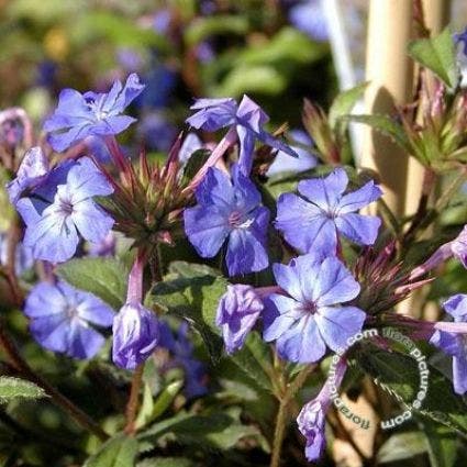 Loodkruid (Ceratostigma willmottianum)