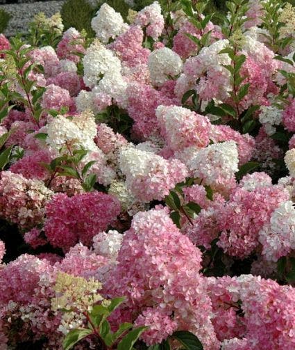 Pluimhortensia (Hydrangea paniculata 'Vanille Fraise')