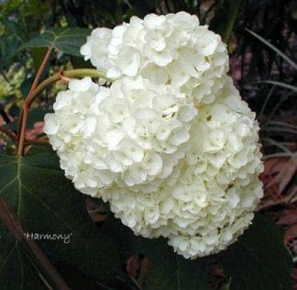 Eikenbladhortensia (Hydrangea quercifolia 'Harmony')