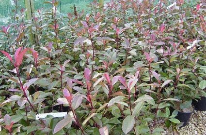 Glansmispel (Photinia fraseri 'Camilvy')