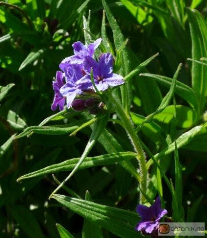 Ruw parelzaad (Buglossoides purpurocaerulea)