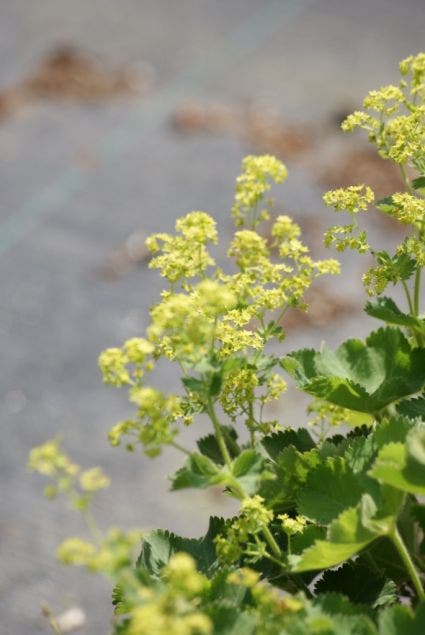 Vrouwenmantel (Alchemilla vulgaris)