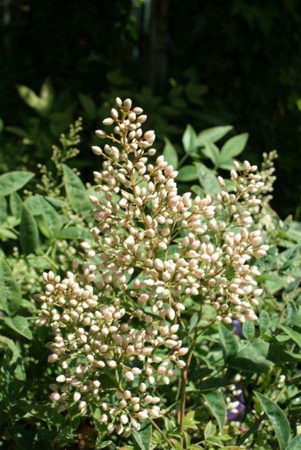 Hemelse bamboe (Nandina domestica)