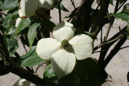 Kornoelje (Cornus kousa chinensis)