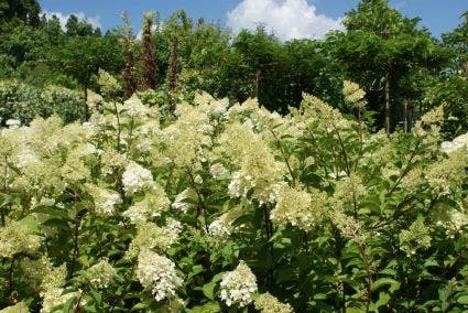 Pluimhortensia (Hydrangea paniculata 'Phantom')