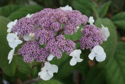 Fluweelhortensia (Hydrangea aspera 'Macrophylla')