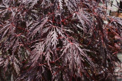 Japanse Esdoorn (Acer palmatum 'Tamuke Yama')