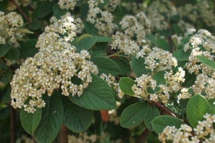 Dwergmispel (Cotoneaster lacteus)