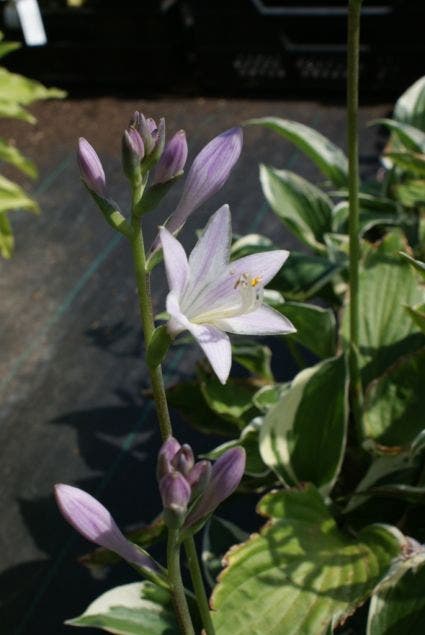 Funkia/Hartlelie  (Hosta 'Patriot')