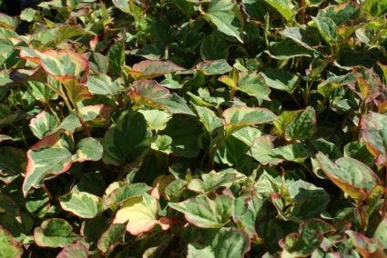 Bonte moerasanemoon (Houttuynia cordata 'Chameleon')