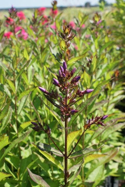 Vlambloem (Phlox paniculata 'Eva Cullum')