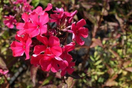 Vlambloem (Phlox paniculata 'Starfire')