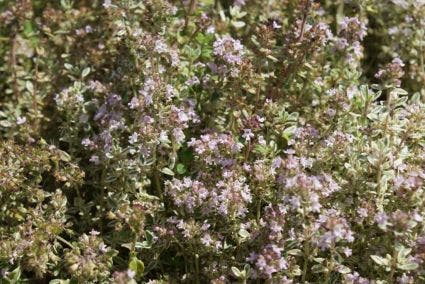 Tijm (Thymus citriodorus 'Silver Queen')