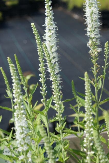 Ereprijs (Veronica spicata 'Icicle')