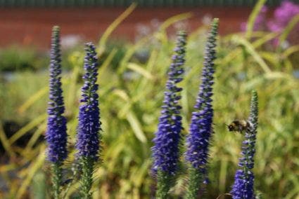 Ereprijs (Veronica 'Sunny Border Blue')