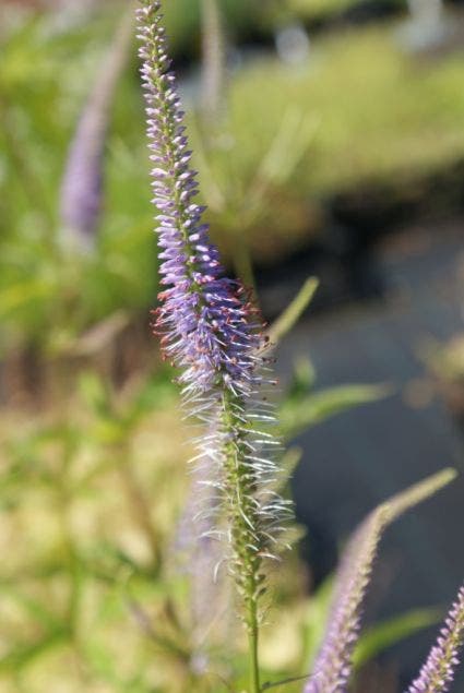 Virginische ereprijs (Veronicastrum virginicum 'Fascination')