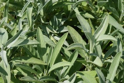 Salie (Salvia officinalis)