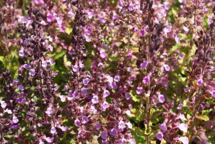 Gamander (Teucrium chamaedrys)