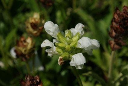 Bijenkorfje/Brunel (Prunella grandiflora 'Alba')