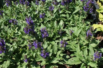 Salie (Salvia nemorosa 'Heumanarc')