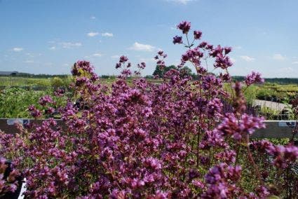 Majoraan/marjolein (Origanum laevigatum 'Hopleys')