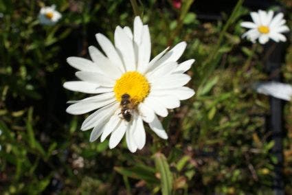 Hefstmargriet  (Leucanthemum 'Alaska')