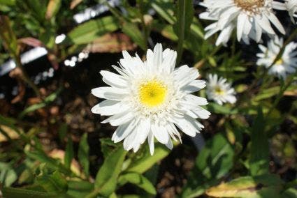 Herfstmargriet (Leucanthemum 'Wirral Supreme')