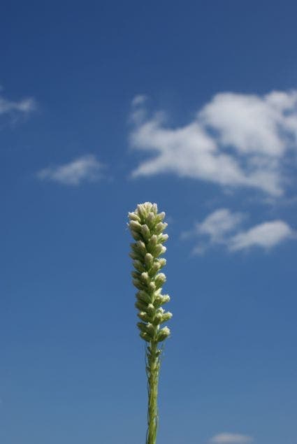 Lampenpoetser (Liatris spicata)