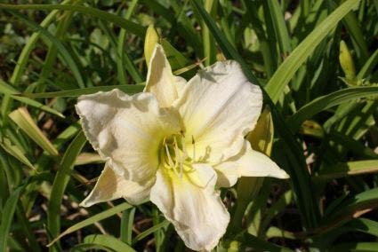 Daglelie (Hemerocallis 'Joan Senior')