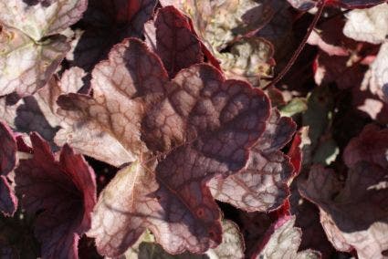 Purperklokje (Heuchera 'Cascade Dawn')