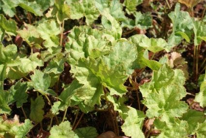 Purperklokje (Heuchera 'Mint Frost')