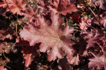 Purperklokje (Heuchera 'Stormy Seas')