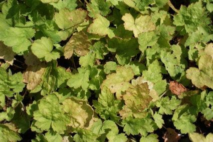 Purperklokje (Heucherella alba 'Bridget Bloom')