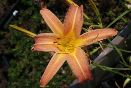 Daglelie (Hemerocallis 'Luxury Lace')