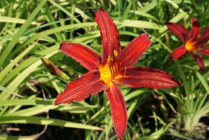 Daglelie (Hemerocallis 'Crimson Pirate')