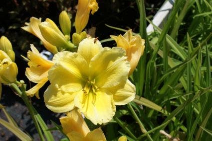 Daglelie (Hemerocallis 'Buttercup Parade')