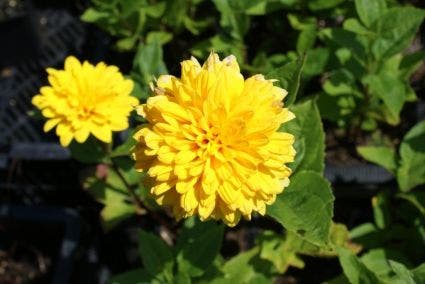 Zonnebloem (Helianthus decapetalus 'Soleil d'Or')