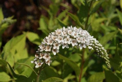 Wederik (Lysimachia clethroides)