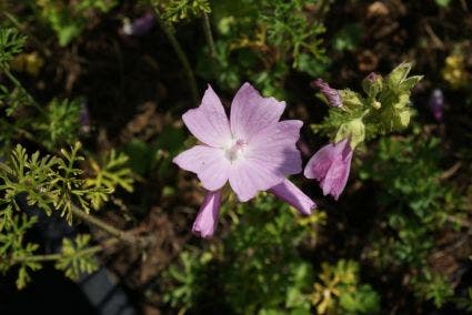 Muskuskaasjeskruid (Malva moschata 'Rosea')