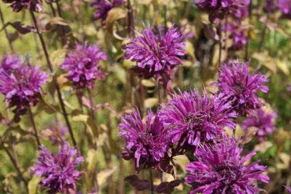 Bergamotplant (Monarda 'Scorpion')