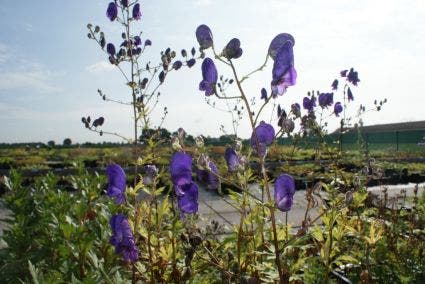 Monnikskap (Aconitum henryi 'Spark's Variety')