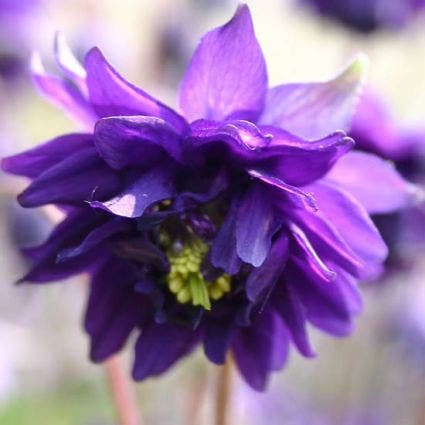 Akelei (Aquilegia vulgaris 'Blue Barlow')