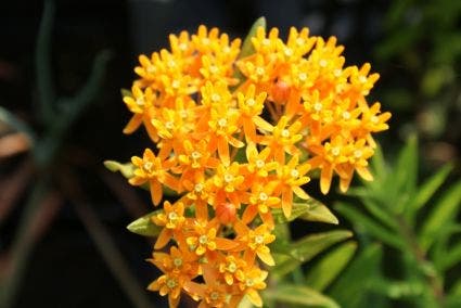 Jonkerlelie/Affodil (Asphodeline lutea)